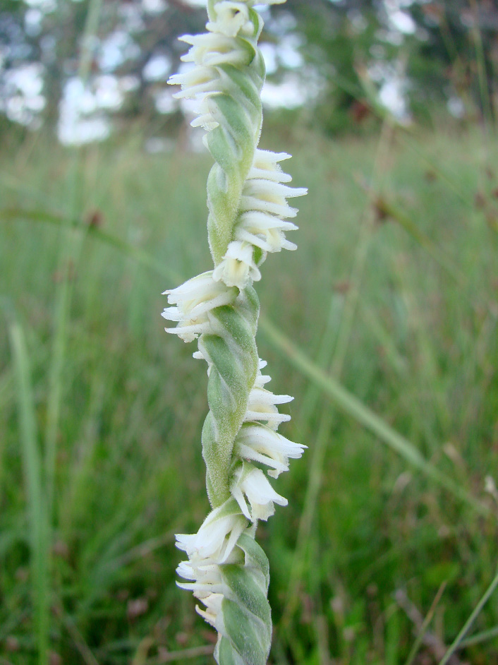 Slender Ladies’-Tresses