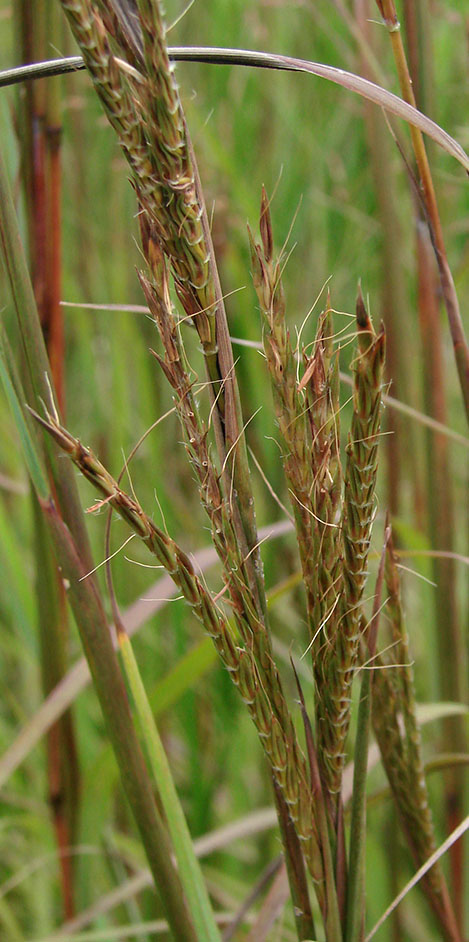 Big Bluestem