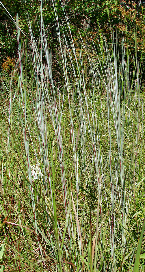 Little Bluestem