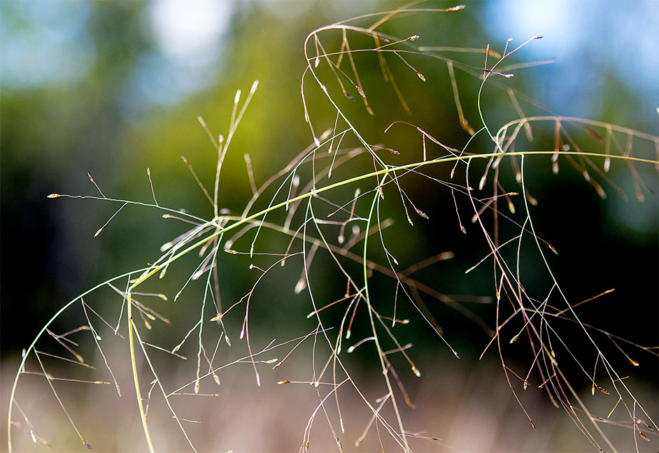 Switchgrass