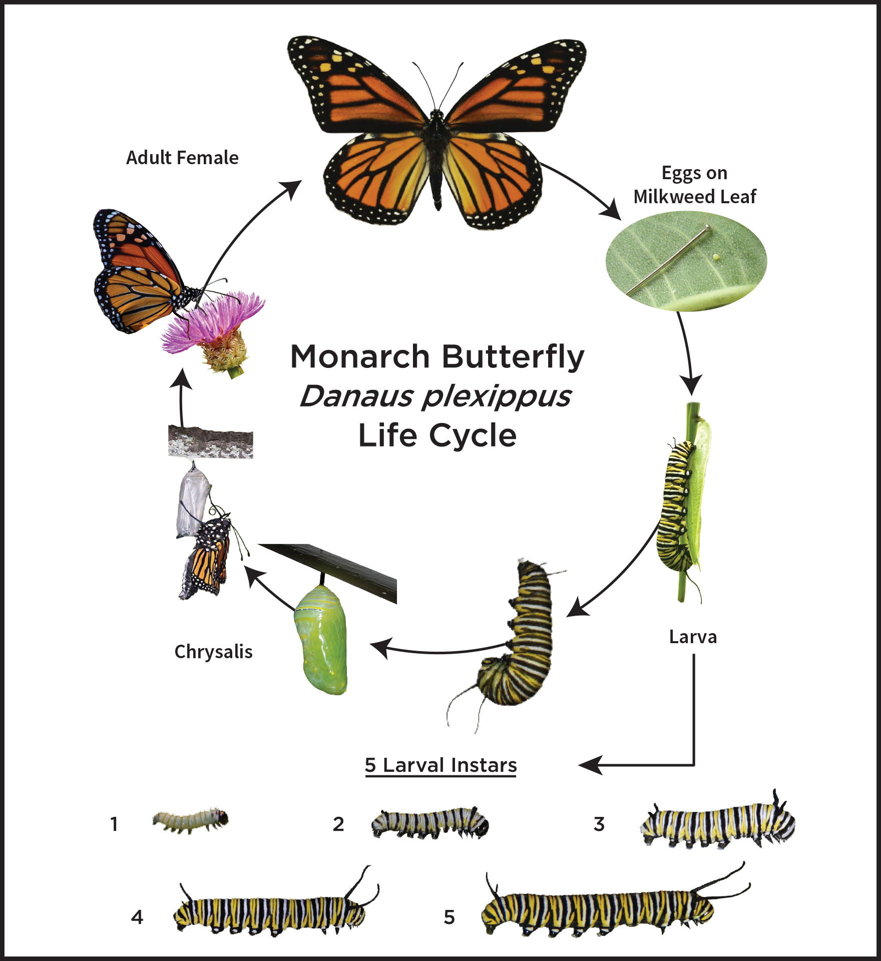 Monarch Butterfly Life Cycle