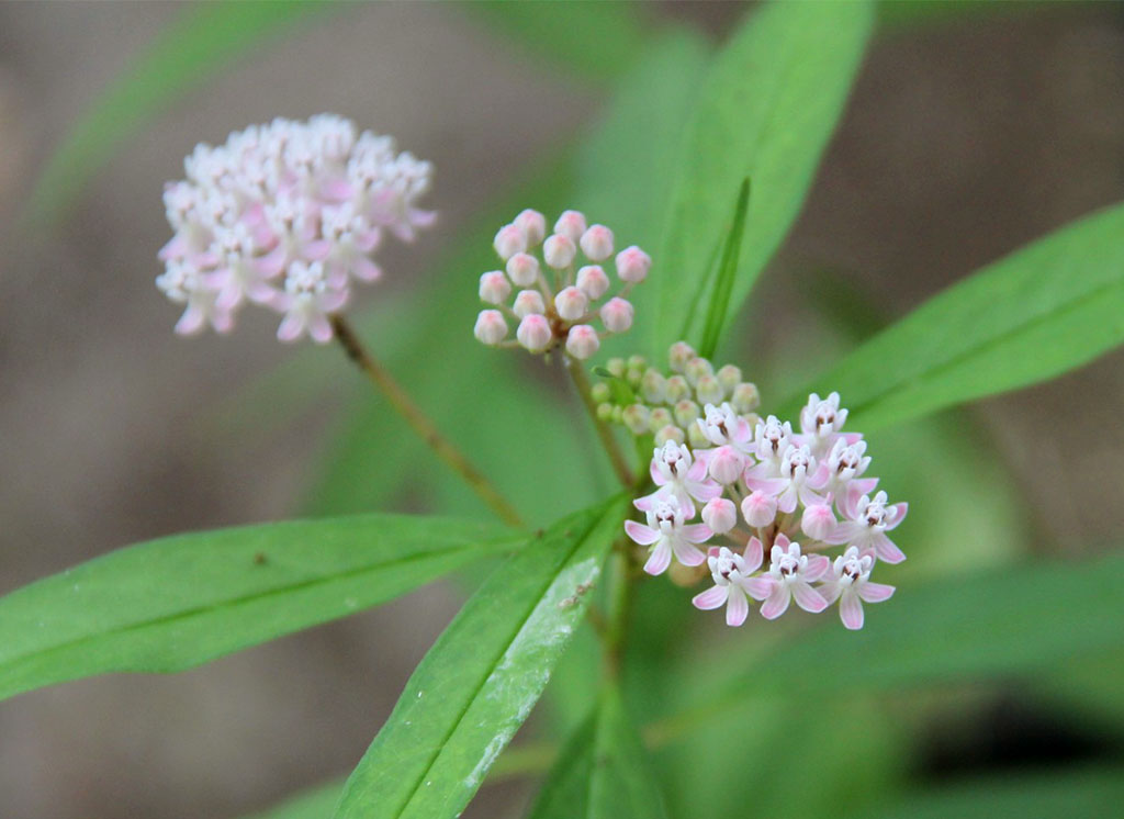 Aquatic Milkweed