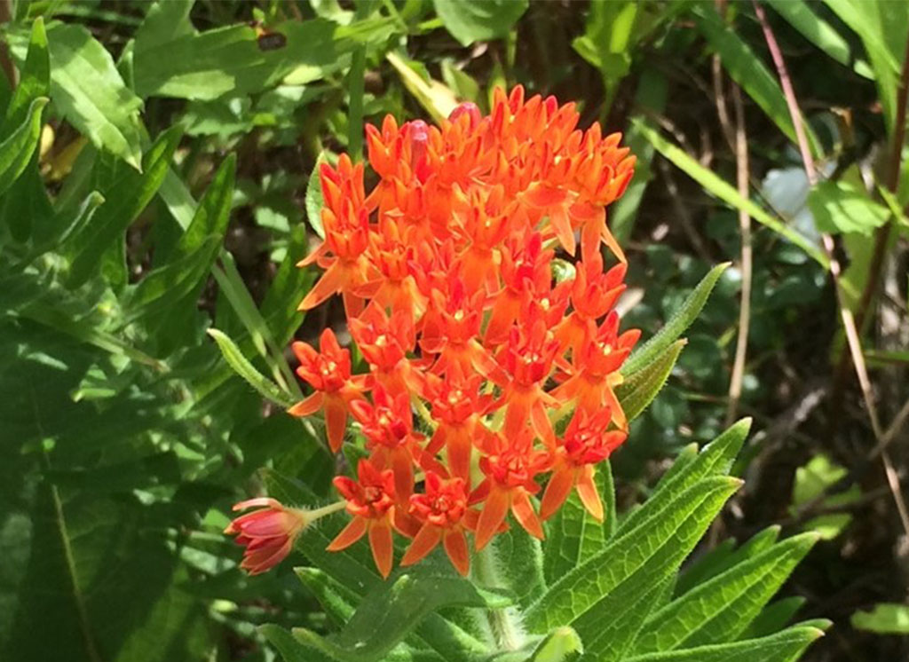 Butterfly Weed