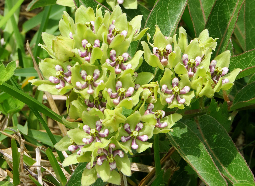 Green Milkweed