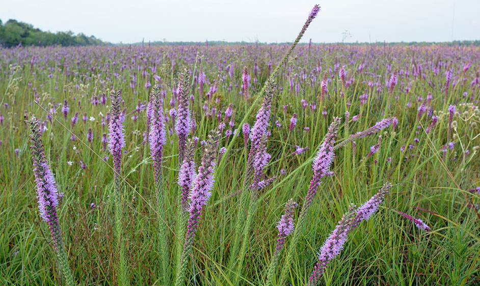 Liatris